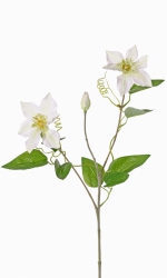  Clematis (Bosrank) 76cm